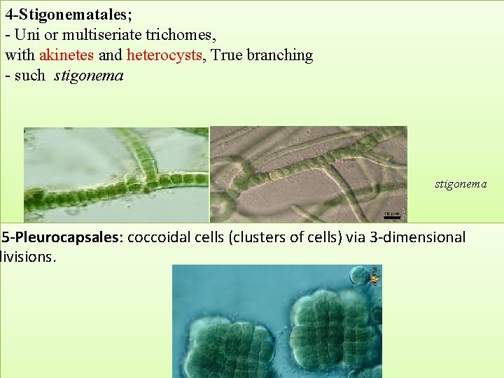 4 -Stigonematales; - Uni or multiseriate trichomes, with akinetes and heterocysts, True branching -