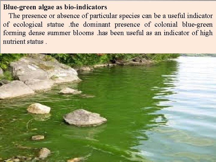 Blue-green algae as bio-indicators The presence or absence of particular species can be a
