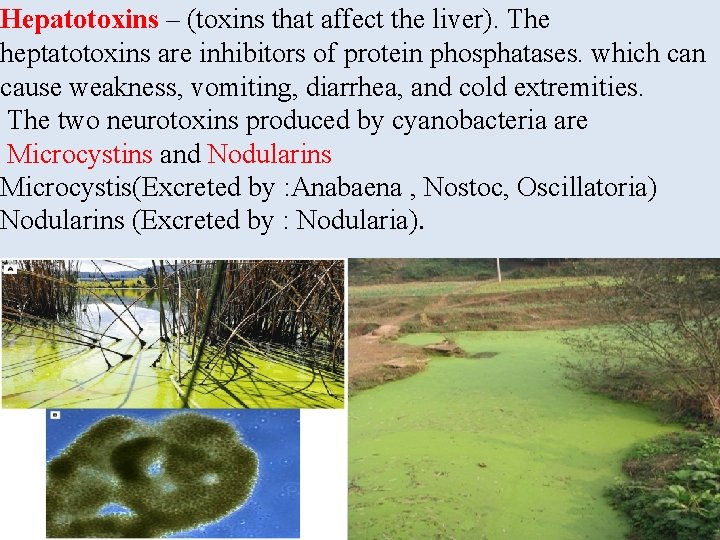 Hepatotoxins – (toxins that affect the liver). The heptatotoxins are inhibitors of protein phosphatases. Hepatotoxins – (toxins that affect the liver). The heptatotoxins are inhibitors of protein phosphatases.