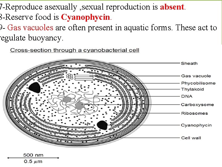 7 -Reproduce asexually , sexual reproduction is absent. 8 -Reserve food is Cyanophycin. 9