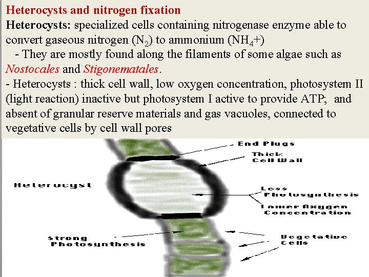 Heterocysts and nitrogen fixation Heterocysts: specialized cells containing nitrogenase enzyme able to convert gaseous Heterocysts and nitrogen fixation Heterocysts: specialized cells containing nitrogenase enzyme able to convert gaseous