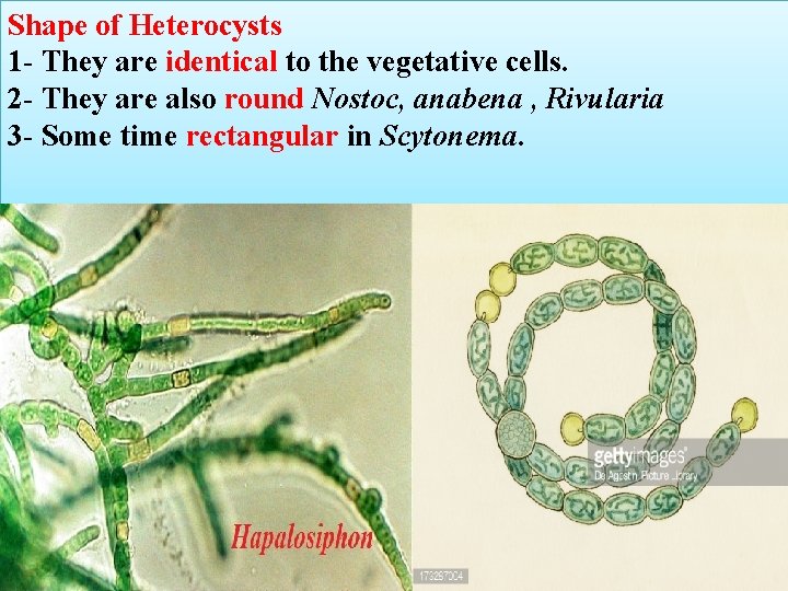 Shape of Heterocysts 1 - They are identical to the vegetative cells. 2 -