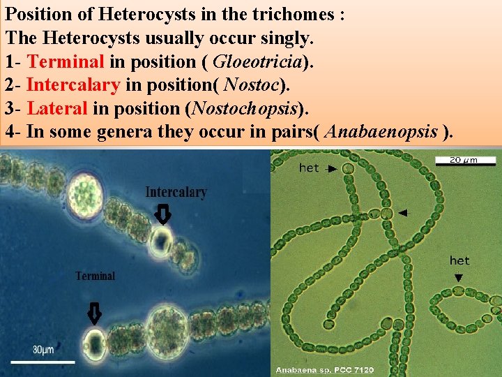 Position of Heterocysts in the trichomes : The Heterocysts usually occur singly. 1 - Position of Heterocysts in the trichomes : The Heterocysts usually occur singly. 1 -
