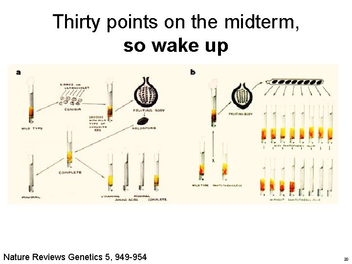 Thirty points on the midterm, so wake up Nature Reviews Genetics 5, 949 -954