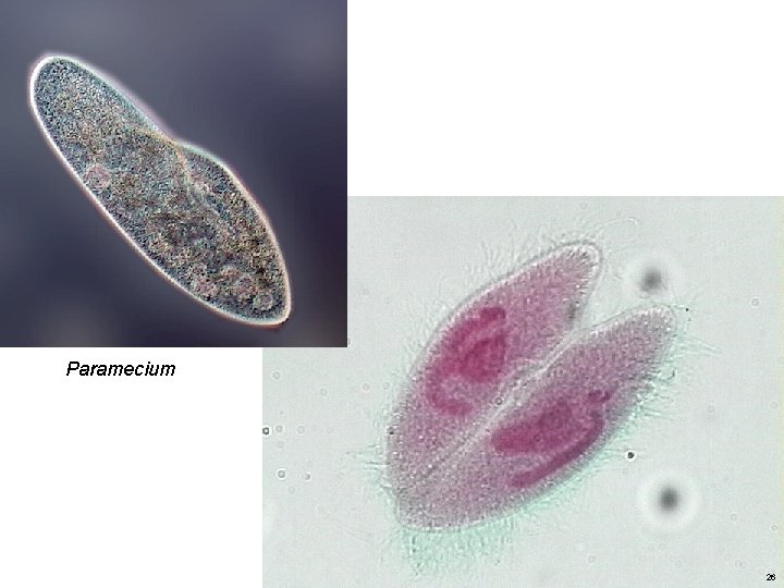 Paramecium 26 