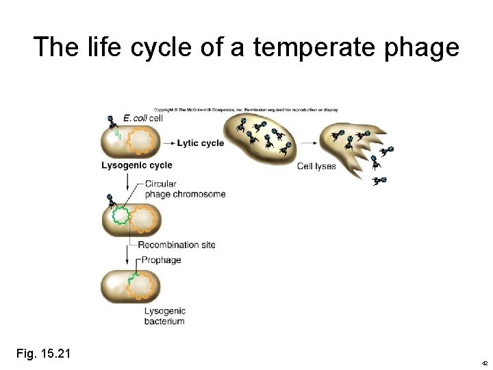 The life cycle of a temperate phage Fig. 15. 21 42 