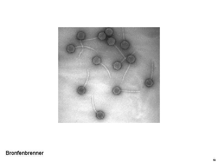 Bronfenbrenner 50 