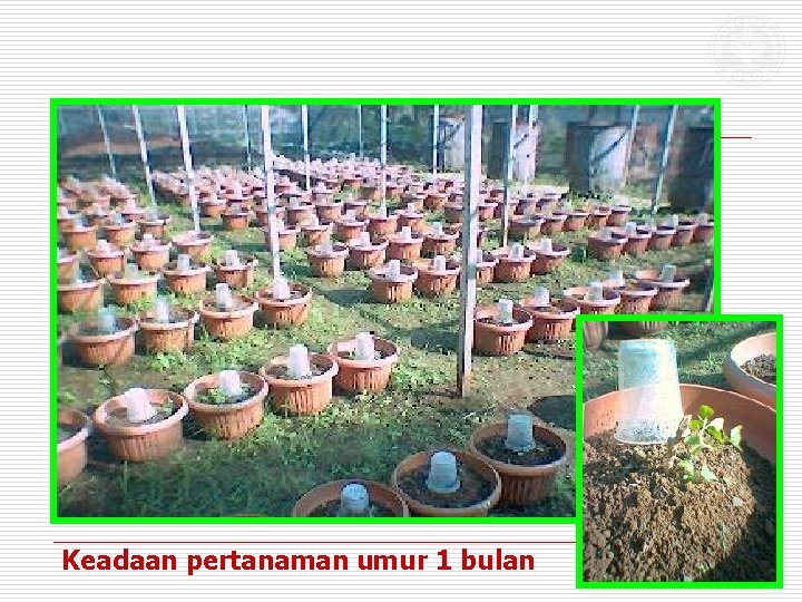 Keadaan pertanaman umur 1 bulan 