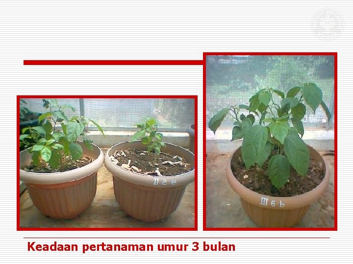 Keadaan pertanaman umur 3 bulan 