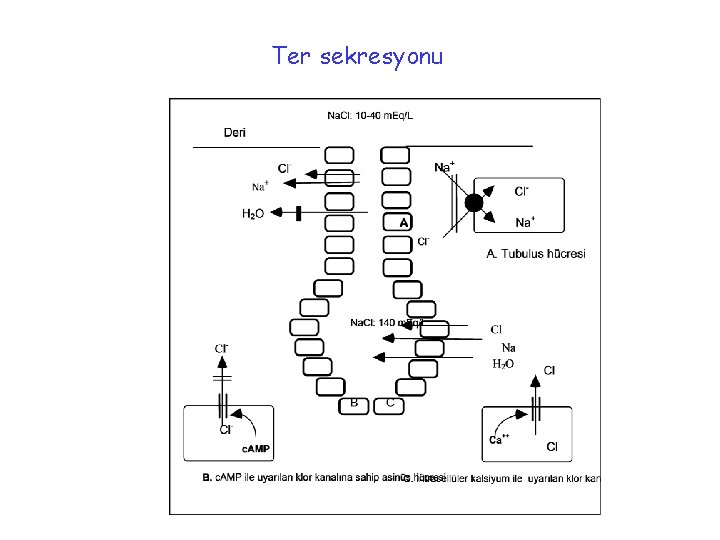 Ter sekresyonu 