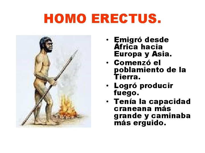 HOMO ERECTUS. • Emigró desde África hacia Europa y Asia. • Comenzó el poblamiento