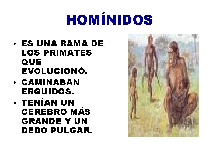 HOMÍNIDOS • ES UNA RAMA DE LOS PRIMATES QUE EVOLUCIONÓ. • CAMINABAN ERGUIDOS. •
