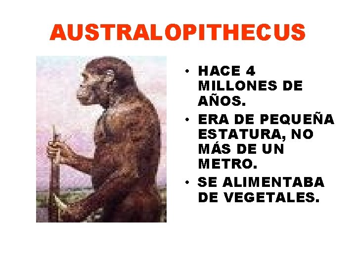 AUSTRALOPITHECUS • HACE 4 MILLONES DE AÑOS. • ERA DE PEQUEÑA ESTATURA, NO MÁS
