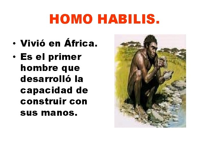 HOMO HABILIS. • Vivió en África. • Es el primer hombre que desarrolló la