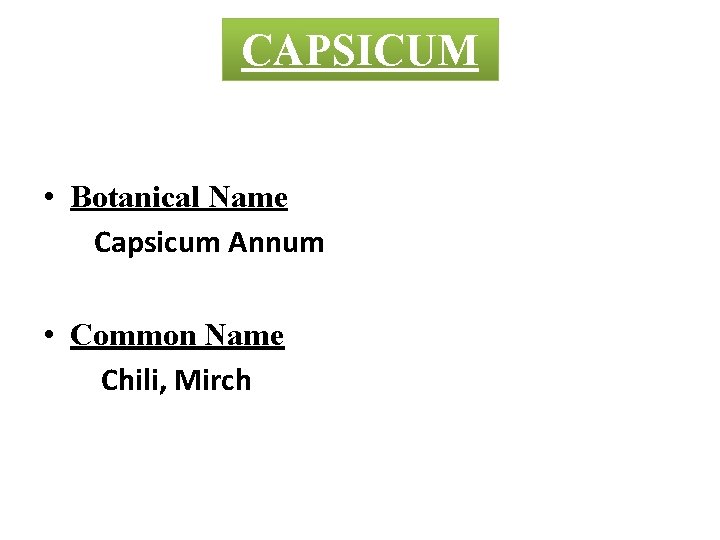 CAPSICUM • Botanical Name Capsicum Annum • Common Name Chili, Mirch 