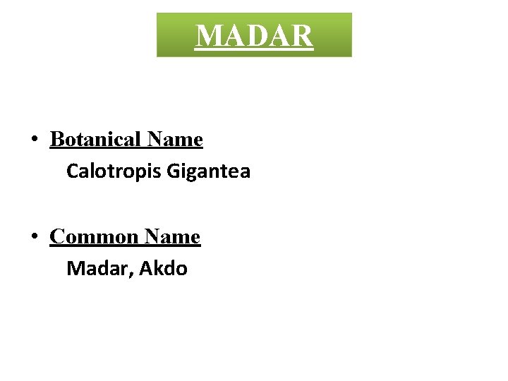 MADAR • Botanical Name Calotropis Gigantea • Common Name Madar, Akdo 