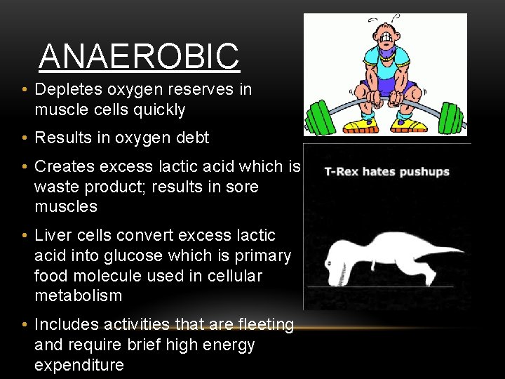 ANAEROBIC • Depletes oxygen reserves in muscle cells quickly • Results in oxygen debt