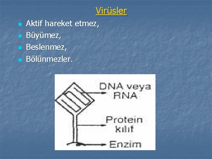 Virüsler n n Aktif hareket etmez, Büyümez, Beslenmez, Bölünmezler. 