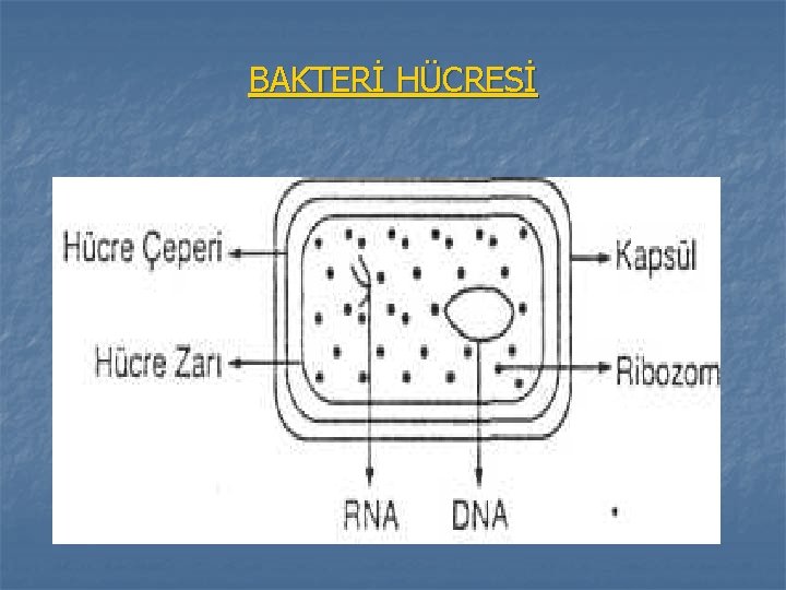 BAKTERİ HÜCRESİ 