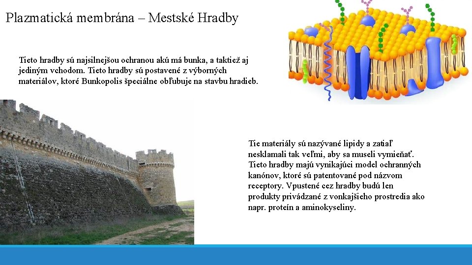 Plazmatická membrána – Mestské Hradby Tieto hradby sú najsilnejšou ochranou akú má bunka, a