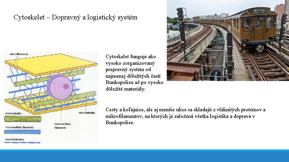 Cytoskelet – Dopravný a logistický systém Cytoskelet funguje ako vysoko zorganizovaný prepravný systém od