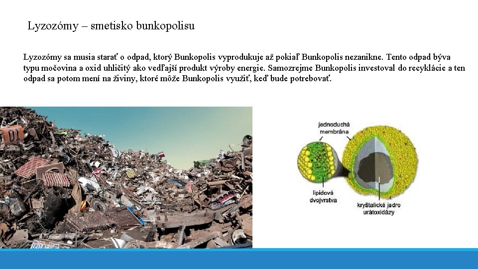 Lyzozómy – smetisko bunkopolisu Lyzozómy sa musia starať o odpad, ktorý Bunkopolis vyprodukuje až
