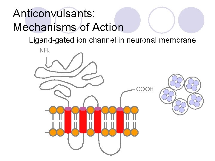 Anticonvulsants: Mechanisms of Action Ligand-gated ion channel in neuronal membrane NH 2 COOH 