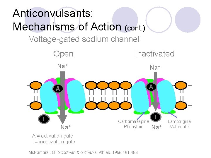 Anticonvulsants: Mechanisms of Action (cont. ) Voltage-gated sodium channel Open Inactivated Na+ A A