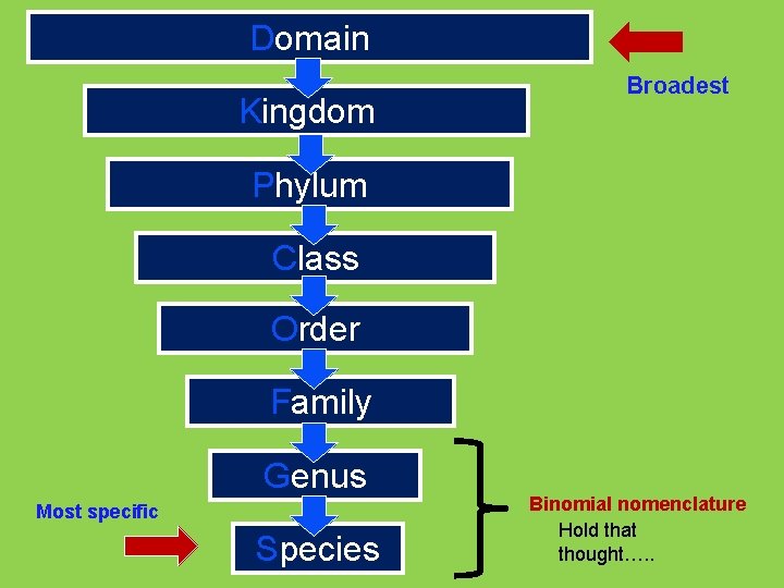 Domain Kingdom Broadest Phylum Class Order Family Genus Most specific Species Binomial nomenclature Hold
