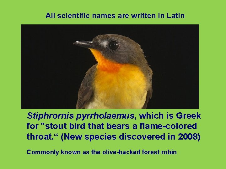 All scientific names are written in Latin Stiphrornis pyrrholaemus, which is Greek for "stout