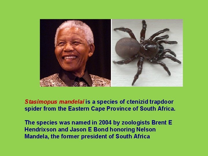 Stasimopus mandelai is a species of ctenizid trapdoor spider from the Eastern Cape Province