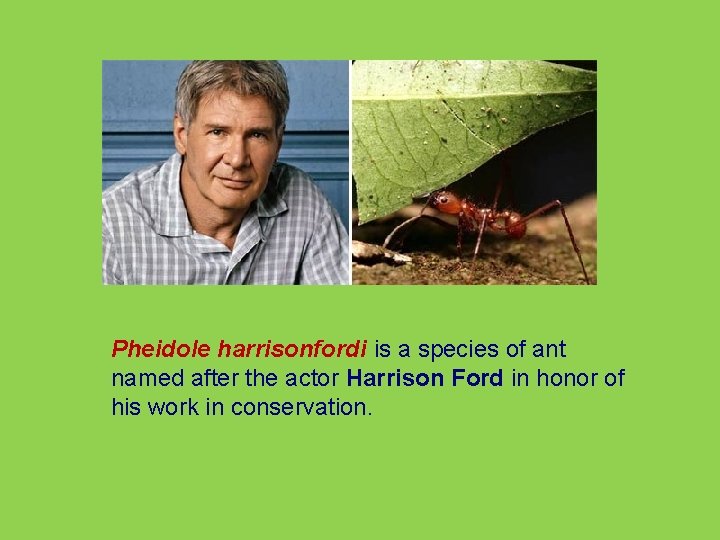 Pheidole harrisonfordi is a species of ant named after the actor Harrison Ford in