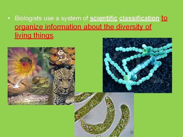  • Biologists use a system of scientific classification to organize information about the