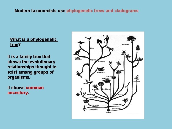 Modern taxonomists use phylogenetic trees and cladograms What is a phylogenetic tree? It is