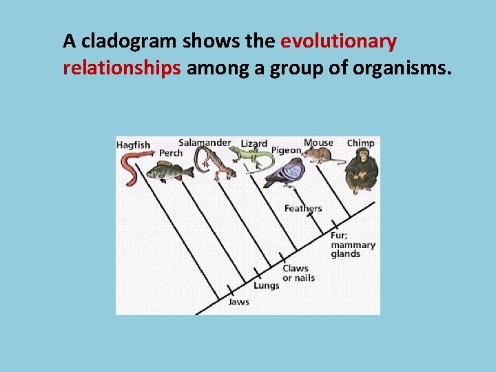 A cladogram shows the evolutionary relationships among a group of organisms. 