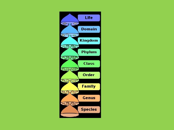 Biologists use a system of scientific classification to