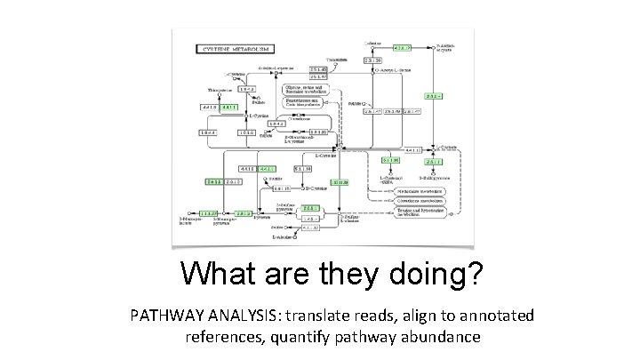 What are they doing? PATHWAY ANALYSIS: translate reads, align to annotated references, quantify pathway