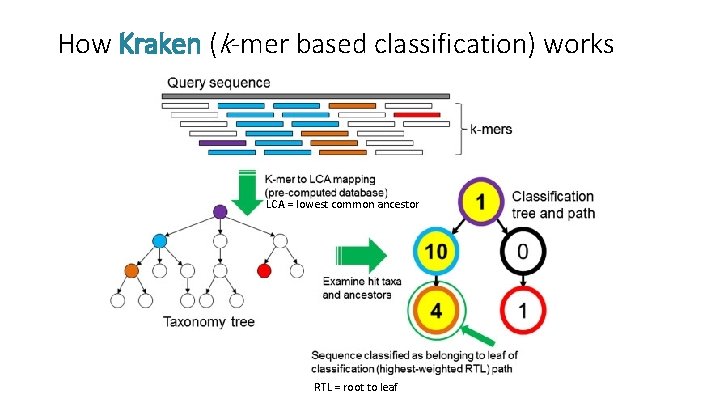 How Kraken (k-mer based classification) works LCA = lowest common ancestor RTL = root