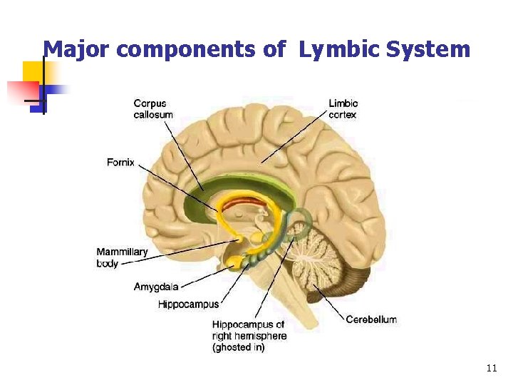 Major components of Lymbic System 11 