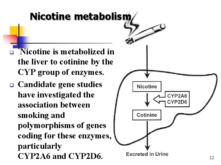 Nicotine metabolism q q Nicotine is metabolized in the liver to cotinine by the