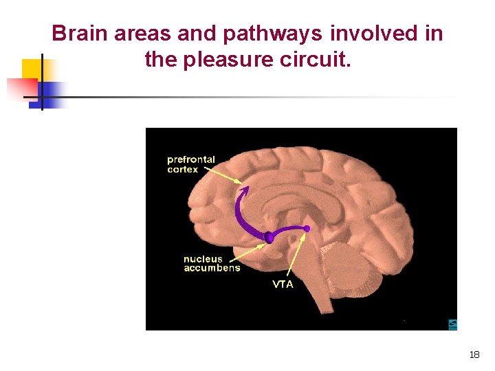 Brain areas and pathways involved in the pleasure circuit. 18 