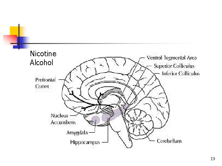 Nicotine Alcohol 19 