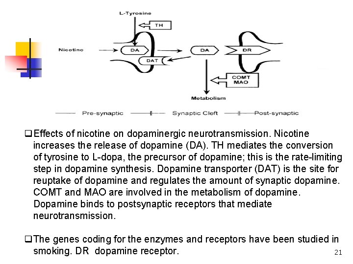q. Effects of nicotine on dopaminergic neurotransmission. Nicotine increases the release of dopamine (DA).