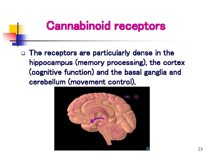 Cannabinoid receptors q The receptors are particularly dense in the hippocampus (memory processing), the