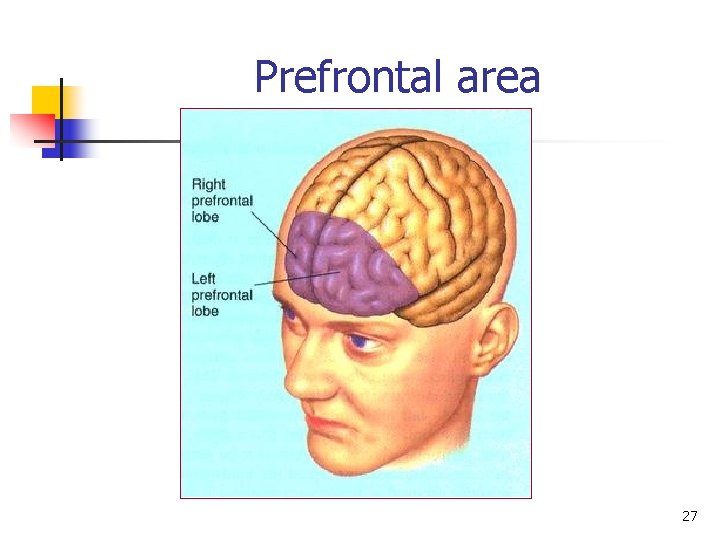 Prefrontal area 27 