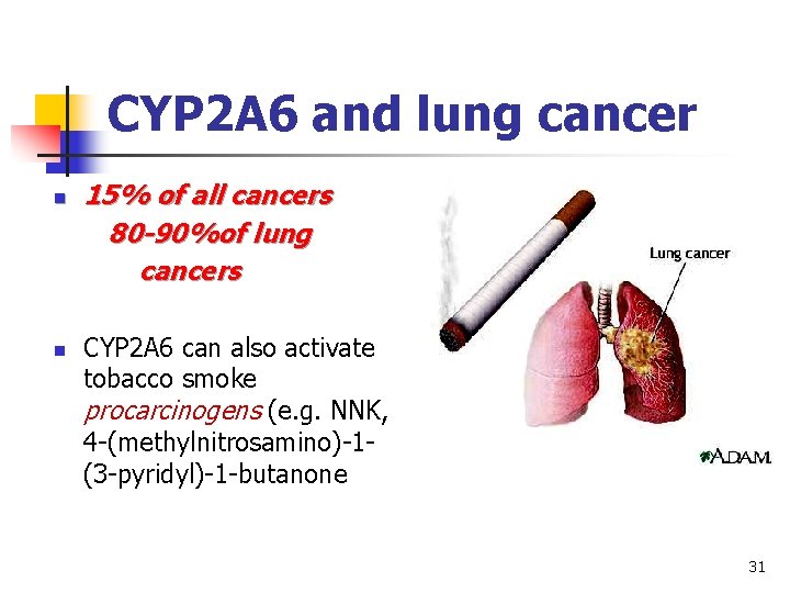 CYP 2 A 6 and lung cancer n n 15% of all cancers 80