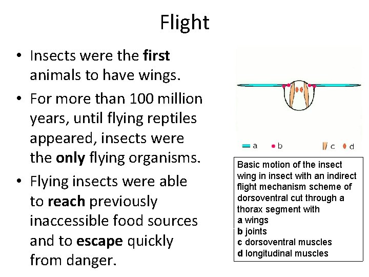 Flight • Insects were the first animals to have wings. • For more than