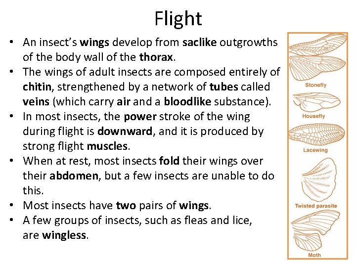 Flight • An insect’s wings develop from saclike outgrowths of the body wall of