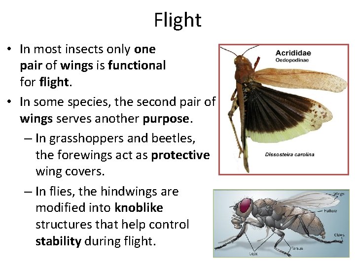 Flight • In most insects only one pair of wings is functional for flight.