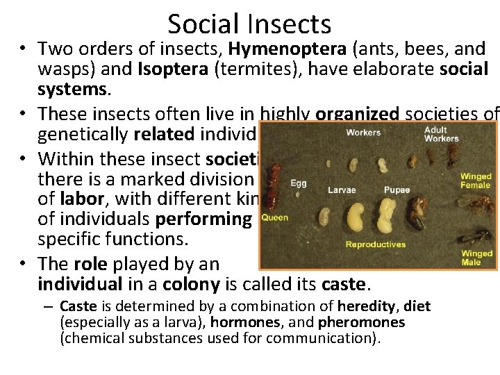 Social Insects • Two orders of insects, Hymenoptera (ants, bees, and wasps) and Isoptera